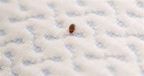How To Check For Bed Bugs In Hotel Our Tips And Tricks