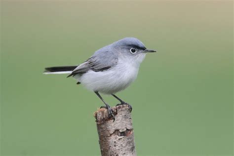 Small Birds In Florida Bird Advisors