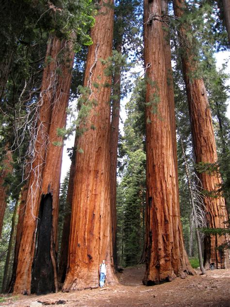Giant Sequoia Trees Giant Tree Big Tree Sequoia National Park National Parks Redwood Tree