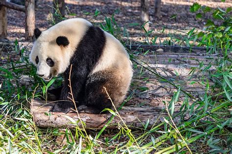 Panda Giant Panda Bear Mammal Endangered China Cute Bears