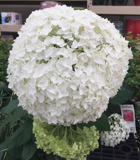 Introduction to Hydrangeas - Blooms, Blooms and more Blooms - Johnsons ...