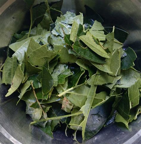Saya nak kongsikan cara paling mudah nak buat air bandung cincau istimewa untuk berbuka puasa. Mudahnya Buat Cincau Hijau Dari Pokok Jenis Perdu, Cuma ...