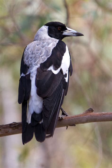 Australian Magpie, Australia. | Australian native birds, Australian wildlife, Pet birds