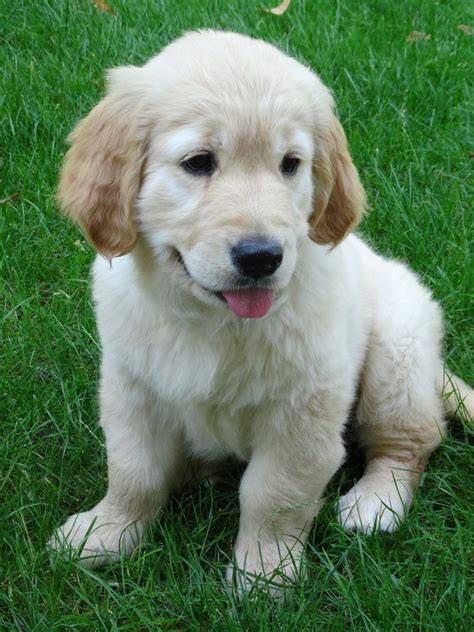 See more of golden retriever puppies on facebook. These Golden Retriever Puppies Are Ready To Make Your Day ...