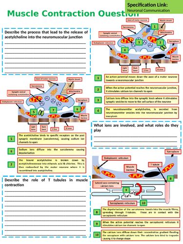 Free Gcse A Level Biology Muscle Contraction Practice Exam Question