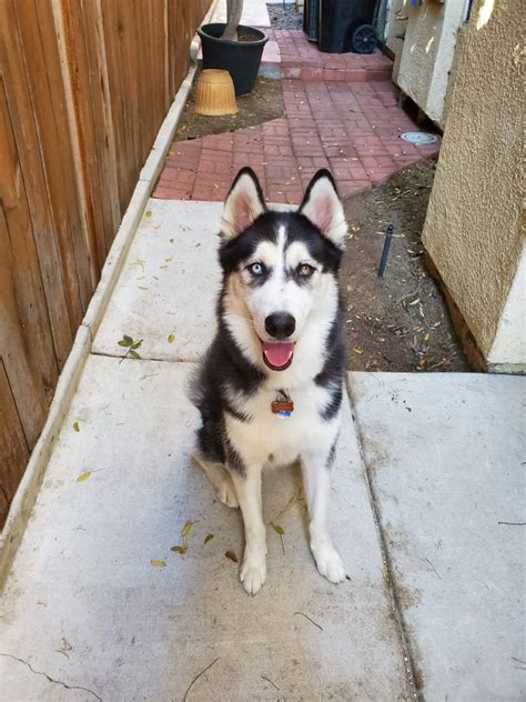 Meet this athletic, intelligent, and independent breed! Alaskan Husky Puppies For Sale | Essex Street, San Diego ...