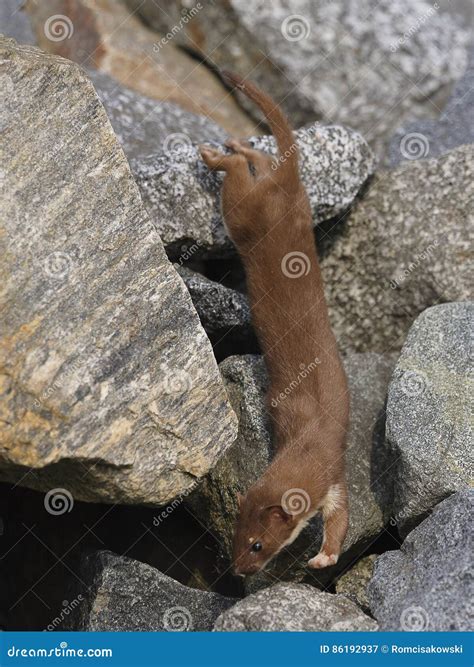 Weasel Mustela Nivalis During Hunting For Rodents Stock Image Image