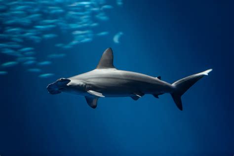 Scalloped Hammerhead Shark Monterey Bay Aquarium