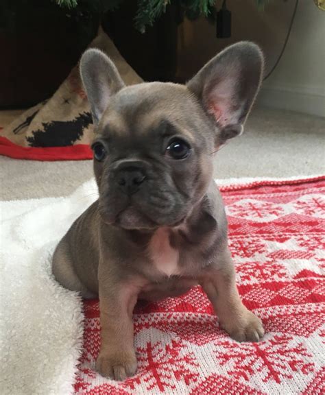 I have been researching french bulldog breeders for a few years and was always on the fence whether or not i could fully trust them or not. French Bulldog Puppies For Sale | Columbus, OH #258465