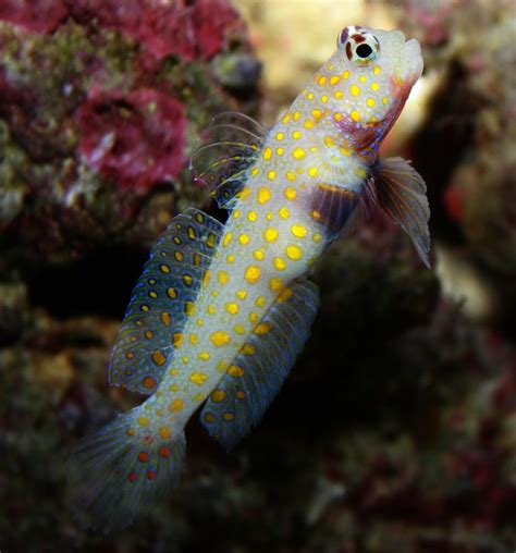 Goby Fish Saltwater Full Resolution ‎ 2010 × 2158 Pixels File