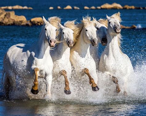 Check spelling or type a new query. Chevaux sauvages au galop en Camargue (avec images ...