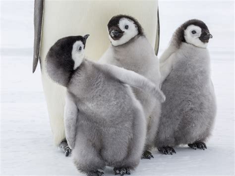 Penguins 🐦💙 Baby Animals Baby Penguins Cute Baby Animals