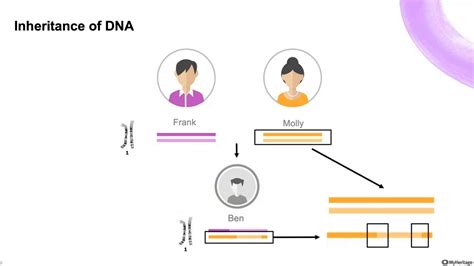 Working With Dna Segments On Myheritage Youtube