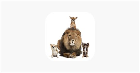 ‎animal Sounds Farm Jungle Forest Voices For Kids On The App Store