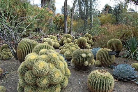Top 5 Most Mysterious Desert Plants In The World Allrefer