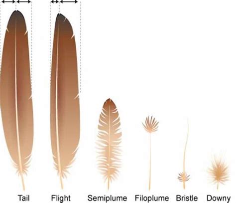 Anatomy Of A Feather Feather Drawing Wings Drawing Types Of Feathers Bird Feathers Eagle