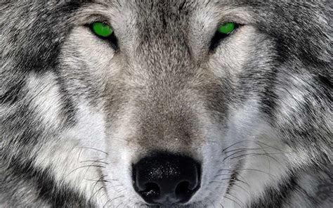 Weve gathered more than 3 million images . 49+ 3D Wolf Wallpapers on WallpaperSafari