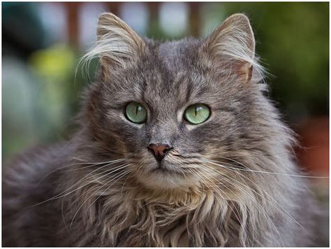 Before The Rain Cats Beautiful Cats Cat Face