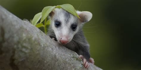Opossum Facts 10 Things You Never Knew About The Marsupial Huffpost