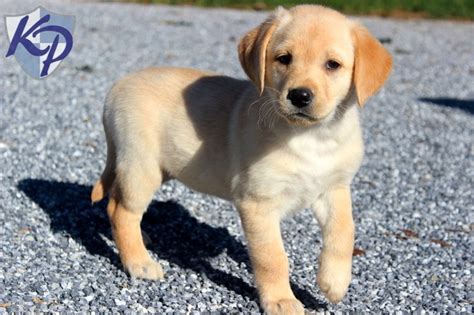 She was a certified therapy dog and we volunteered at local. Kesha - Golden Labrador Puppies for Sale in PA | Keystone ...