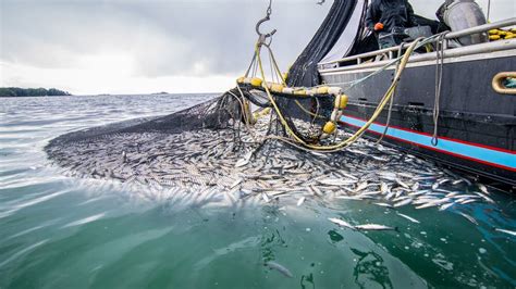Trawl Net Fishing On The Big Boat Catch Hundreds Tons Herring At Sea