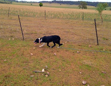 Bauers Working Border Collies