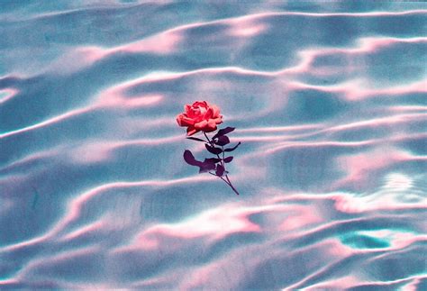 Rose Floating On Water By Haydenwilliams Redbubble