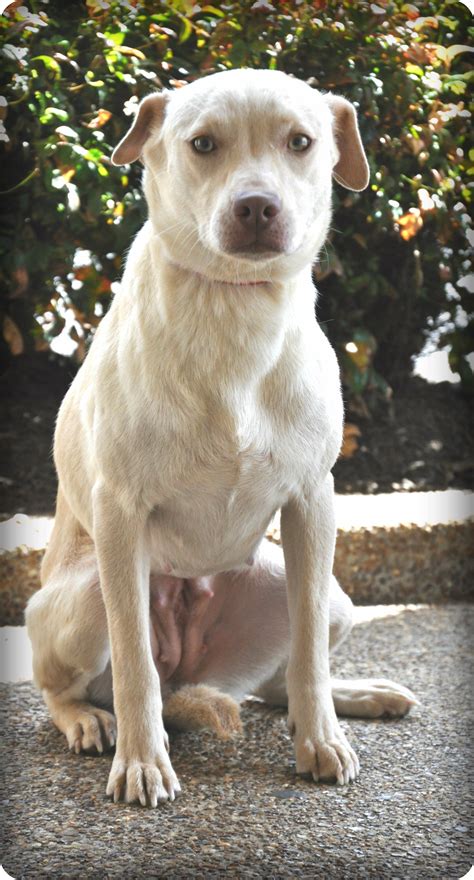 Guardian Angel Pet Rescue California / Heidi - Guardian Angel Pet