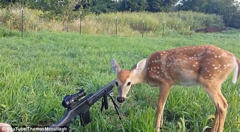 No Eye Deer Fawn Named Dinner Brazenly Walks Up To Hunting Party At