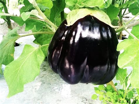 Israeli Huge Baladi Double Shape 20 Fresh Eggplant Seeds World Most