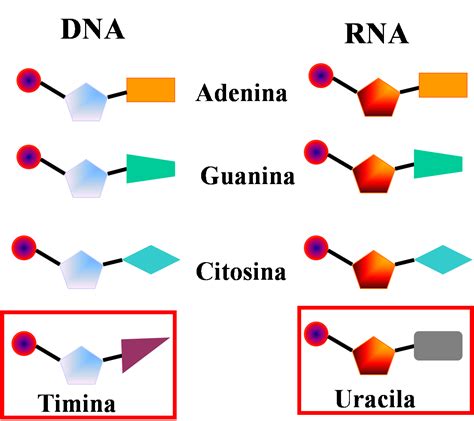 Bioblog Do NandÃo Ácidos Nucleicos