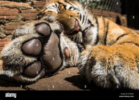 A Closeup Look Of A Young Male Tigers Paw Stock Photo Alamy