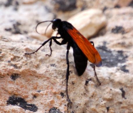They are large, reaching an inch and a half long. Large Black Wasp with Orange-Red Wings - Pepsis - BugGuide.Net