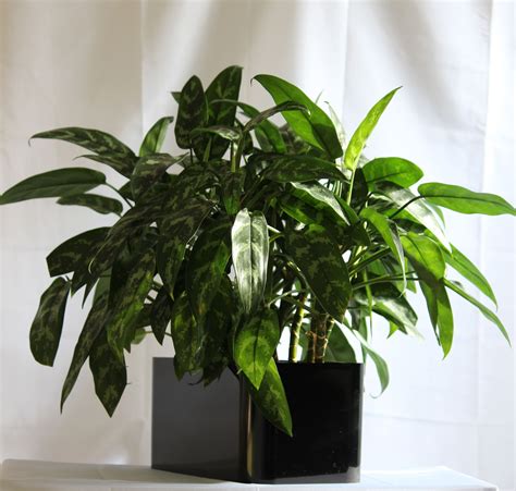 Chinese Evergreen House Plant This Is An Aglaonema Emerald Beauty Or