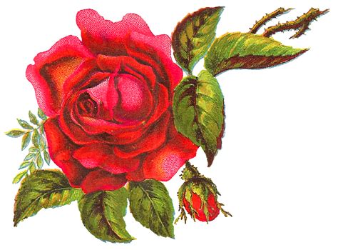 Antique Images Digital Red Rose Free Flower Clip Art Download