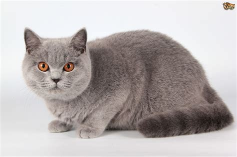 British shorthair fiyatları aramanızda 0 toplam ilan bulundu. British Shorthair Cat Breed Information, Buying Advice ...