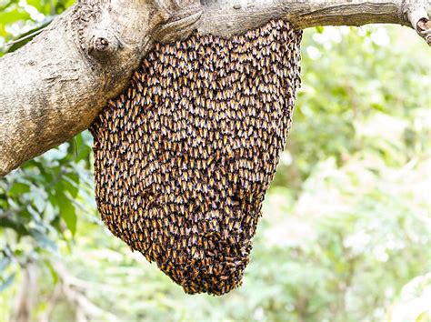 Beehive Tree Stock Photos Pictures And Royalty Free Images Istock