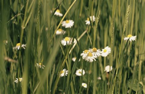 Free Images Nature Blossom White Field Lawn Meadow Prairie