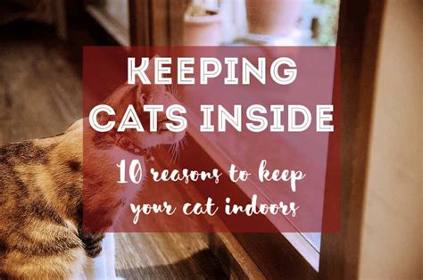 10 Reasons To Keep Your Cat Indoors The Fluffy Kitty