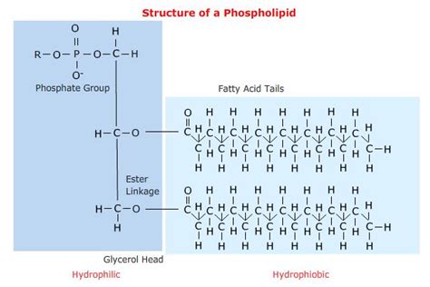 How Can Fatty Acids Become Phospholipids Example
