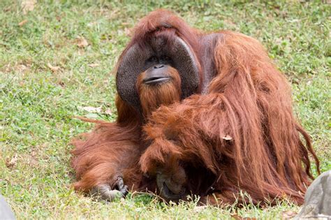 Organgutans are the only extant (living) species in the genus pongo and the subfamily ponginae. Chantek orangutan who communicated using sign language ...