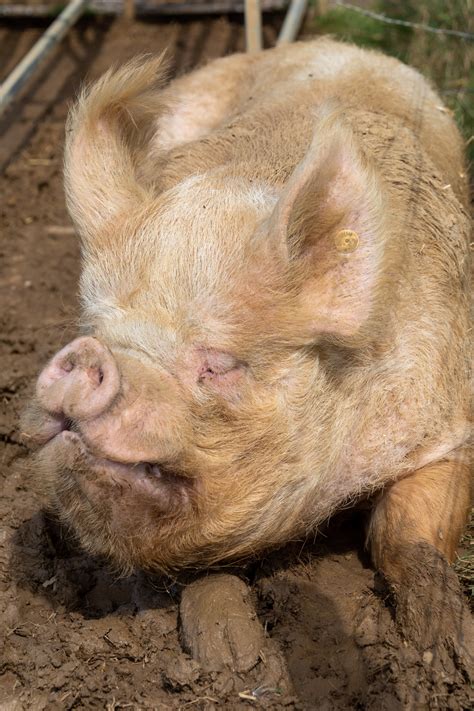 Pig On A Farm Free Stock Photo Public Domain Pictures