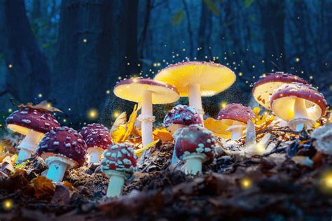 Will Magic Mushrooms Cure My Depression Graduate Studies Musc