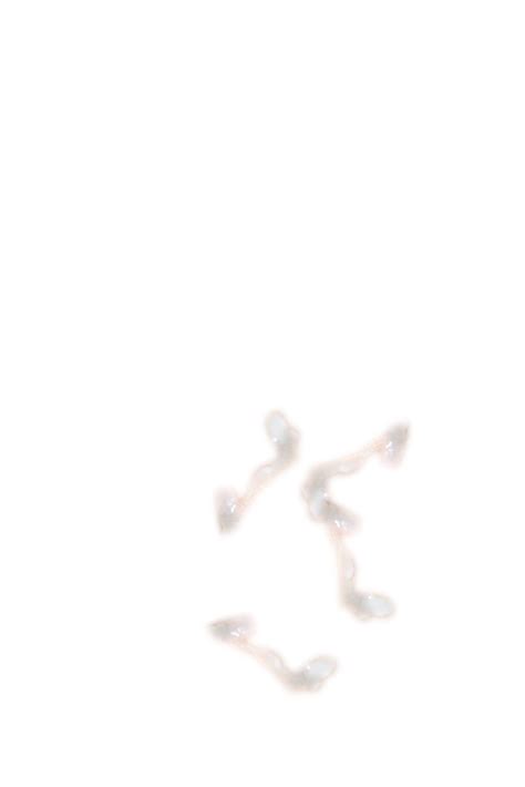 Cum Png Images High Quality Png