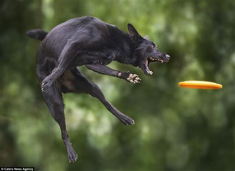 Claudo Piccoli Photographs Canines Catching Frisbees At Disc Dog 2016