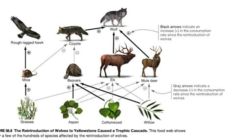 The food web shows how the introduction and removal of the wolf changes