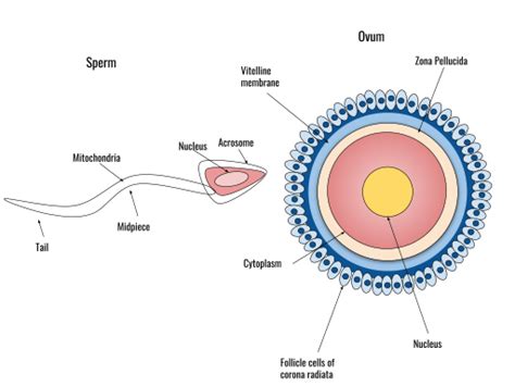 Asexual reproduction involves in cell division without fertilization. Difference Between Sexual and Asexual Reproduction ...