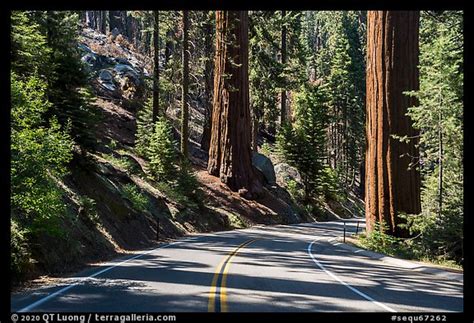 Picturephoto Generals Highway Sequoia National Park