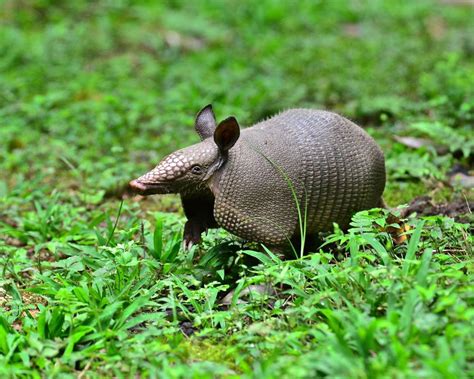 We did not find results for: Armadillos in Alabama | Outdoor Alabama