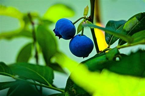 How Do You Grow Blueberries In A Pot Blueberry Plant